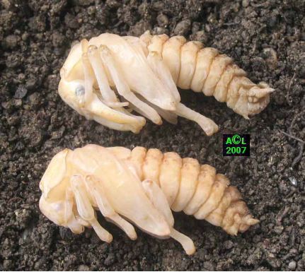 Insecte parasite ? - forums plantes exotiques