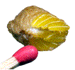 oeufs de mante religieuse