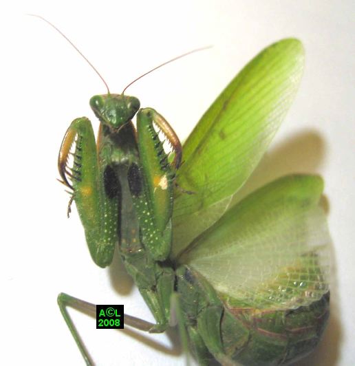 la Mante religieuse (Mantis religiosa), biologie et développement;