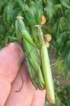 Mante religieuse (Mantis religiosa), accouplement sur main, photo 3.
