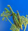 Mante religieuse (Mantis religiosa), accouplement, photo 4.