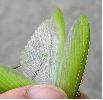 Mante religieuse (Mantis religiosa) , les ailes, photo 4