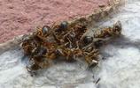 Mygale à chaussette (Atypus affinis) "chaussette" ouverte, cadavres fourmis, photo 2.