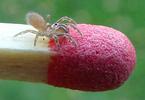 Mygale à chaussette (Atypus affinis) "bébés" mygales, photo 2.