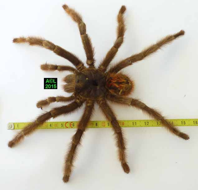 Mygale à chaussette (Atypus affinis), biologie, morphologie, développement.