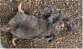 taupe &agrave; demi enterr&eacute;e par un N&eacute;crophore