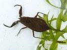 Nèpe cendrée (Nepa cinerea), adulte dans son élement, photo 2.