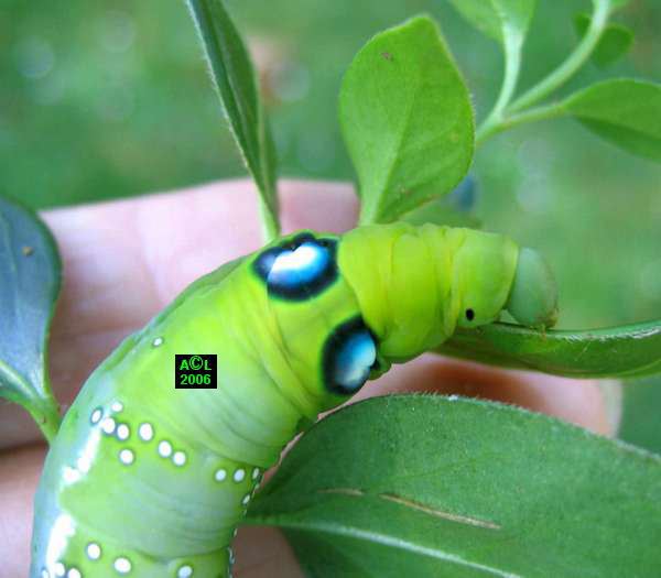 le Sphinx du laurier rose (Daphnis nerii), biologie et développement;