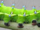 fausses pattes chenille Saturnia pyri
