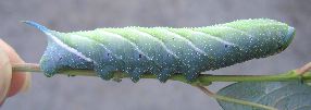 chenille de Smerinthus ocellata, forme bleutée
