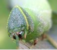 chenille de Sphinx ocellé "attablée" (photo 3)