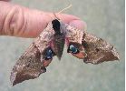 Smerinthus ocellata (sur mon doigt)