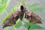 Smerinthus ocellata (photo 3)