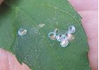 oeufs de Smerinthus ocellata...après éclosions