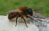 Osmie cornue (Osmia cornuta) mâle gros plan.