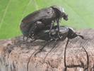 Pique-prune (Osmoderma eremita), accouplement, photo 2.