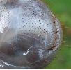Pique-prune (Osmoderma eremita) détail de l'extrémité abdominale