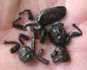 Pique-prune (Osmoderma eremita), débris d'insectes adulres.
