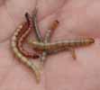 Larves de taupins (Elateridae), dites "fil de fer", photo 2.