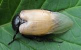 Pique-prune (Osmoderma eremita) adulte venant d'éclore.