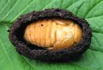 Pique-prune (Osmoderma eremita) nymphe en vue dorsale (en loge)