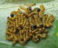 Bucéphale (Phalera bucephala), groupe de chenilles en cours de mue (passage en "L2").