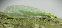 Chrysope adulte "in natura", photo 2.