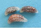 Piéride du chou, autres larves de parasite secondaire, photo 3