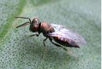 hyperparasite de la Piéride du chou (photo 2)