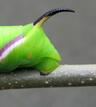 pour comparaison: "scolus" caudal de Sphinx du troène