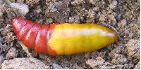 chrysalide "fraîche" de proserpina