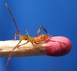 Punaise américaine (Leptoglossus occidentalis), stade 2, photo 4