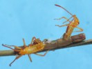 Punaises américaines (Leptoglossus occidentalis ), éclosions multiples, photo 6