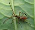 Punaise américaine 'Leptoglossus occidentalis), fin du 2e stade larvaire, photo 2
