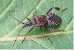 La punaise américaine (Leptoglossus occidentalis), adulte, photo 4