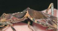 Punaise américaine (Leptoglossus occidentalis) , accouplement e main, photo 4