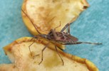 Punaise américaine (Leptoglossus occidentalis) sur pomme, photo 2