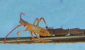 Punaise américaine (Leptoglossus ooccidentalis) naissance, photo 8