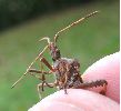 La punaise américaine (Leptoglossus occidentalis), adulte avec rostre déployé