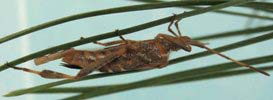 Leptoglossus occidentalis (Punaise américaine ), femelle à pondre, photo 4