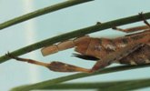 Leptoglossus occidentalis (Punaise américaine) femelle à pondre, détail
