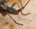 Punaise américaine 'Leptoglossus occidentalis), mécanisme du rostre, photo 6
