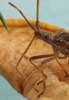 Punaise américaine (Leptoglossus occidentalis), détail du rostre, photo 2