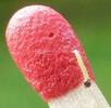 la pyrale du buis (Cydalima perspectalis = Diaphania perspectalis), chenille naissante sur allumette, photo 2.