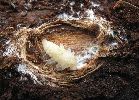 Rhagie inquisitrice (Rhagium inquisitor), logette avec nymphe, photo 4