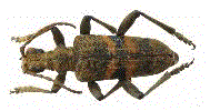 Rhagie mordante (Rhagium mordax) collection.