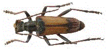 Rhagie à 2 fascies (Rhagium bifasciatum) forme ecoffeti