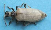 Rhagie inquisitrice (Rhagium inquisitor), imago venant d'éclore