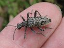Rhagie inquisitrice (Rhagium inquisitor), imago en main