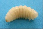 larve parasite isolée de Dolichomitus imperator.